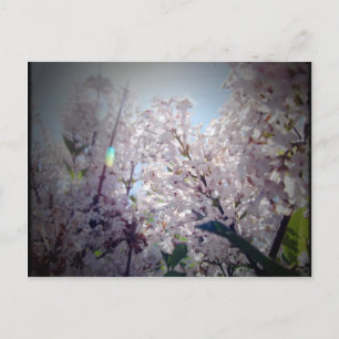 Carte Postale Fleurs Lilac