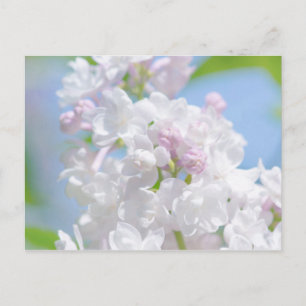 Carte Postale Fleurs Lilac