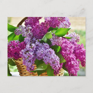 Carte Postale Fleurs Lilac de printemps roses et violettes dans 