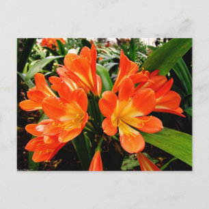 Carte Postale Fleurs Lillies Orange @ Funchal, Portugal