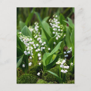 Carte Postale Fleurs   Lily de la vallée Suède