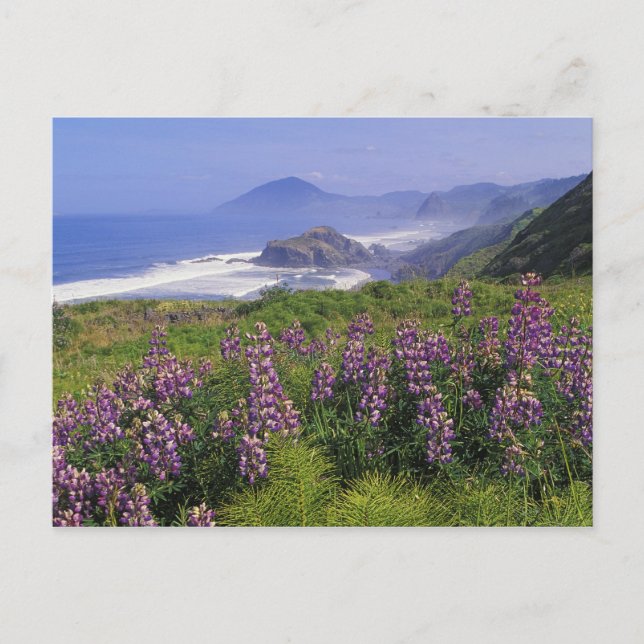 Carte Postale Fleurs lupines et littoral accidenté le long (Devant)