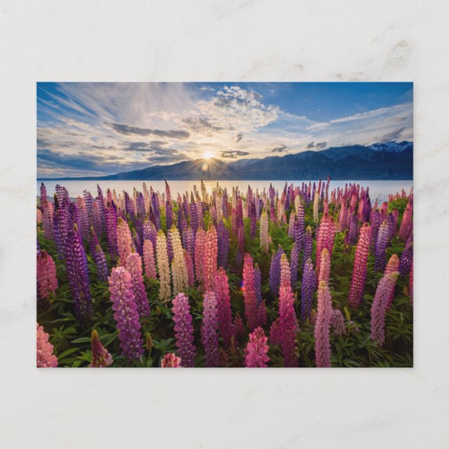 Carte Postale Fleurs | Lupines Nouvelle-Zélande (Devant)