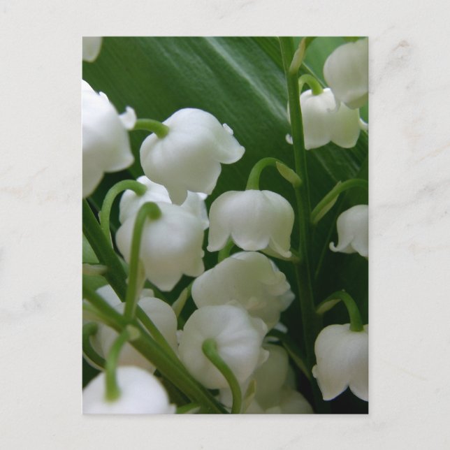Carte Postale Fleurs Lys Blancs Fleurs Paix Aimer Destiny (Devant)