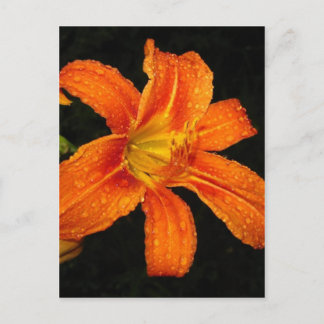 Carte Postale Fleurs Lys De Tigre Orange