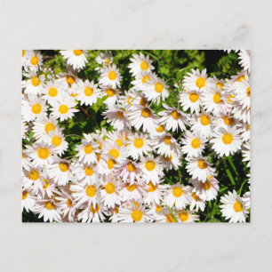 Carte Postale Fleurs marguerites blanches