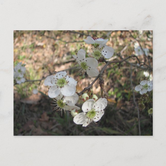 Carte Postale Fleurs Mayhaw autochtones (Devant)