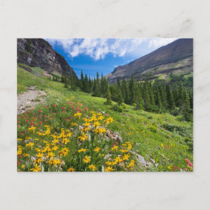 Carte Postale Fleurs   Montana Flower Path
