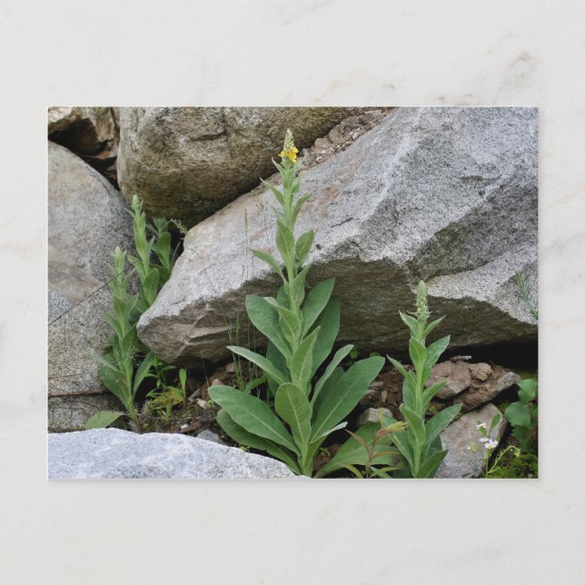 Carte Postale Fleurs Mulleines Jaunes Sauvages (Devant)