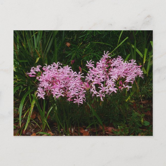 Carte postale Fleurs Nerines Roses (Devant)