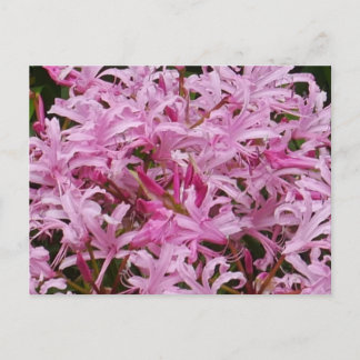 Carte postale Fleurs Nerines Roses