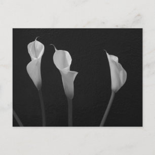 Carte Postale Fleurs noires et blanches