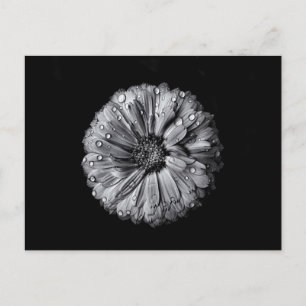 Carte Postale Fleurs Noires Et Blanches 10