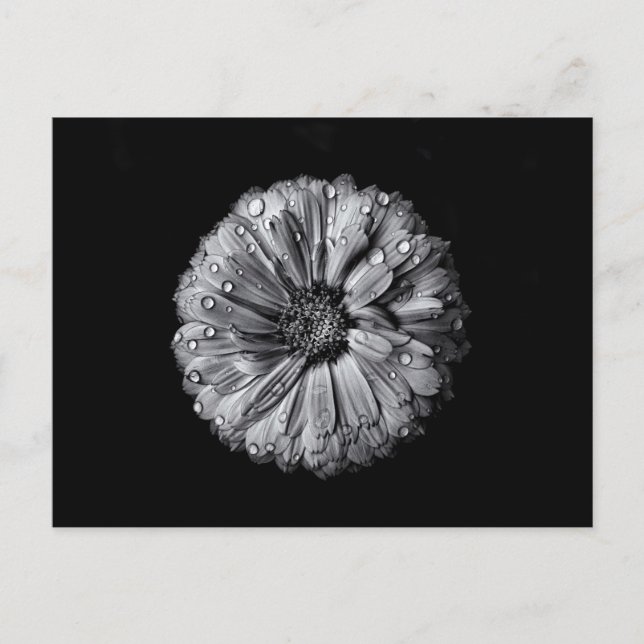 Carte Postale Fleurs Noires Et Blanches 10 (Devant)
