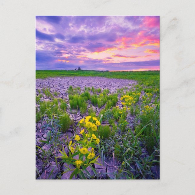 Carte Postale Fleurs | North Dakota Red River Valley (Devant)