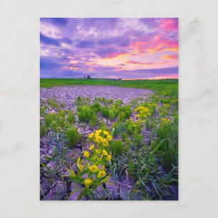 Carte Postale Fleurs   North Dakota Red River Valley
