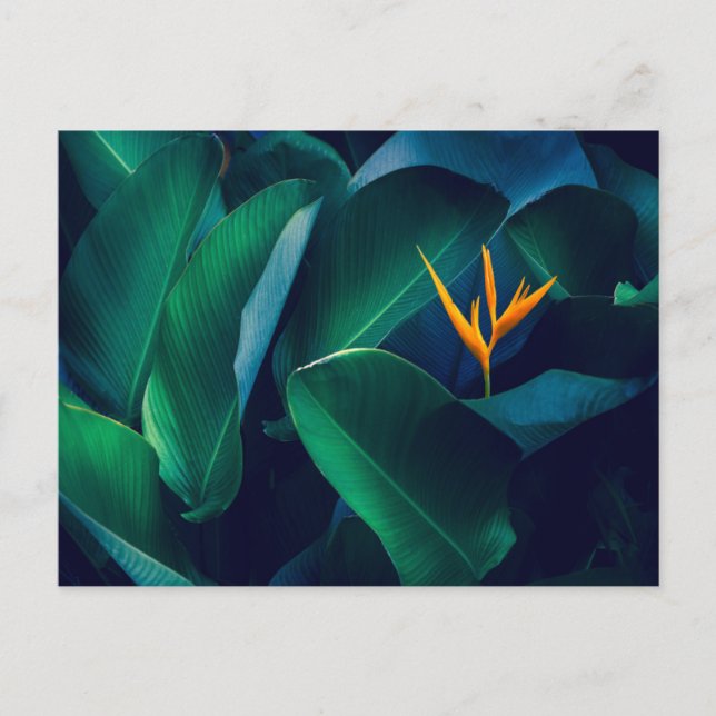 Carte Postale Fleurs | Oiseau du paradis (Devant)