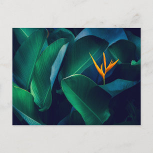 Carte Postale Fleurs   Oiseau du paradis