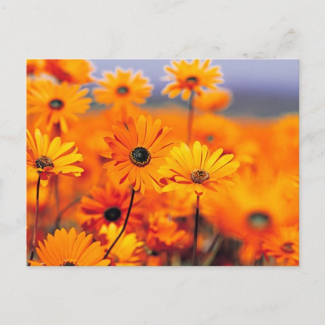 Carte Postale Fleurs orange (Devant)