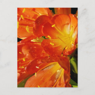 Carte Postale Fleurs orange