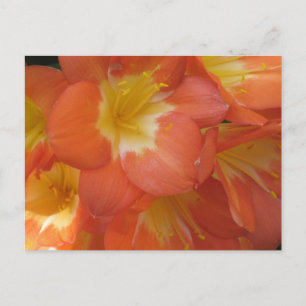 Carte Postale Fleurs orange et jaune à Longwood Gardens, PA