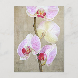 Carte postale Fleurs Orchidées