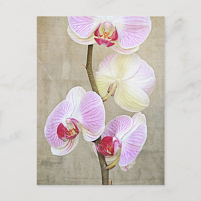 Carte postale Fleurs Orchidées (Devant)