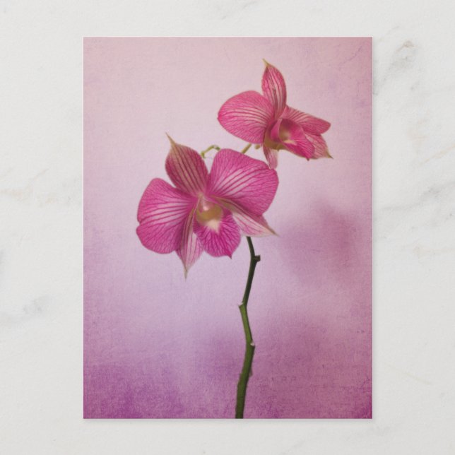 Carte postale Fleurs Orchidées roses (Devant)