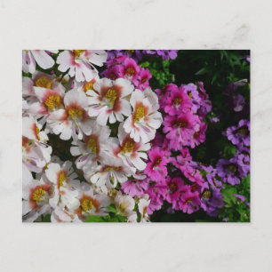 Carte Postale Fleurs papillon rose blanc et violet