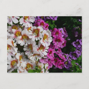 Carte Postale Fleurs papillon rose blanc et violet