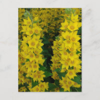 Fleurs pérennes du Delphinium jaune