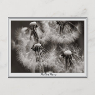 Carte postale fleurs pissenlits postcard