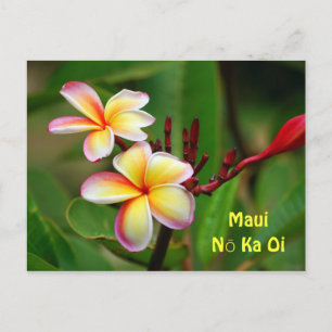 Carte Postale Fleurs Plumeria Arc-En-Ciel, Maui Nō Ka Oi