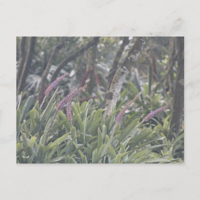 Carte Postale Fleurs pourpres en plumes (Devant)