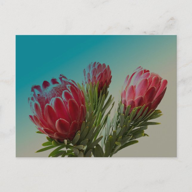 Carte Postale Fleurs Protea (Devant)