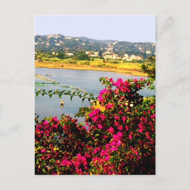 Carte Postale Fleurs roses (Devant)