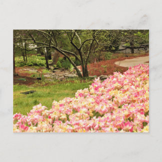 Carte Postale Fleurs roses