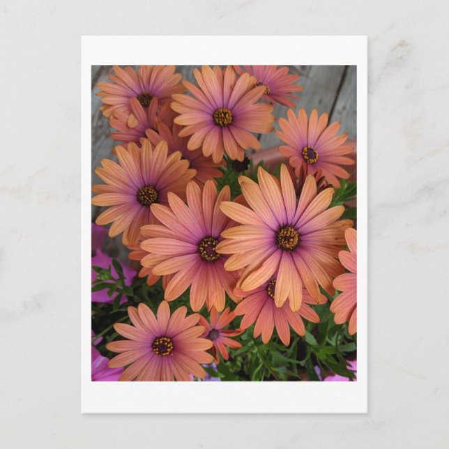 CARTE POSTALE Fleurs roses (Devant)