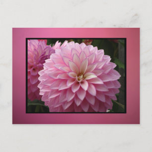 Carte Postale Fleurs roses
