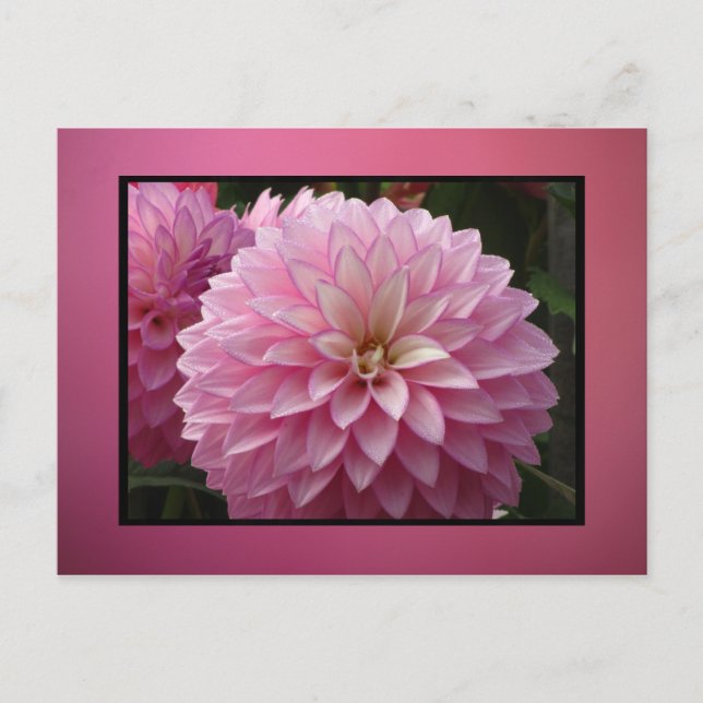 Carte Postale Fleurs roses (Devant)