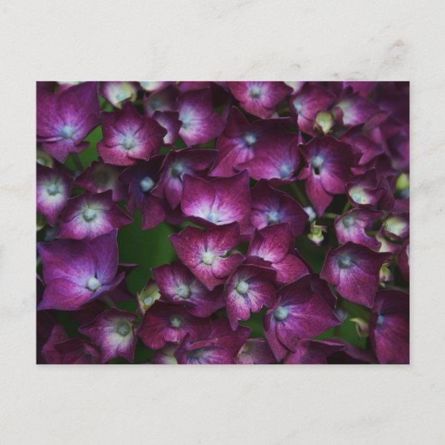 Carte Postale Fleurs roses (Devant)