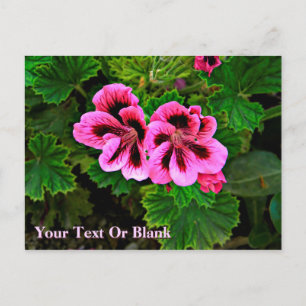 Carte Postale Fleurs roses 1