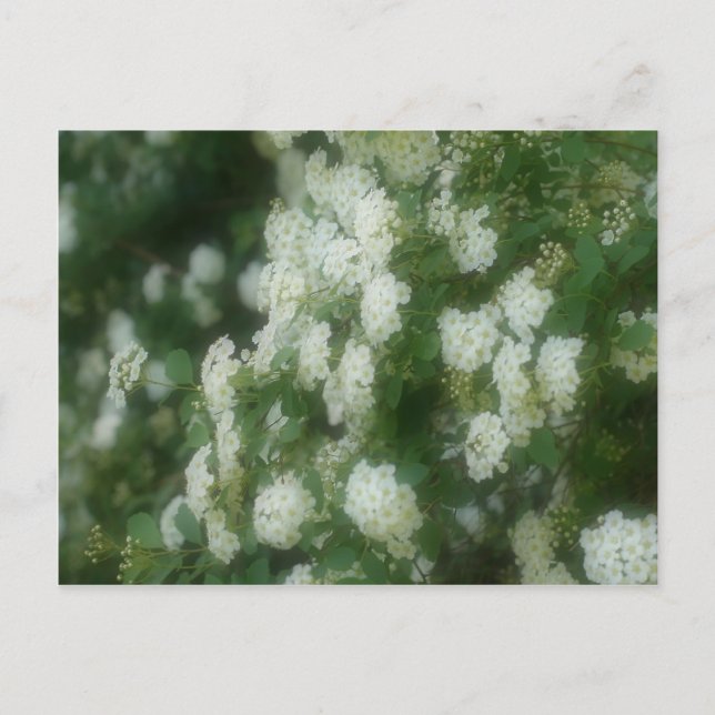 Carte Postale Fleurs Roses blanches et blanches sauvages (Devant)