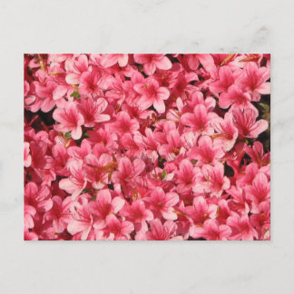 Carte Postale Fleurs roses brillantes