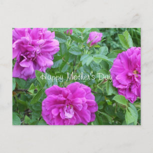 Carte Postale Fleurs roses de la fête des mères