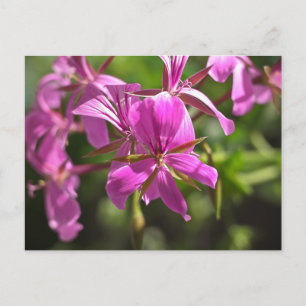 Carte Postale Fleurs roses d'un géranium à feuilles de lierre