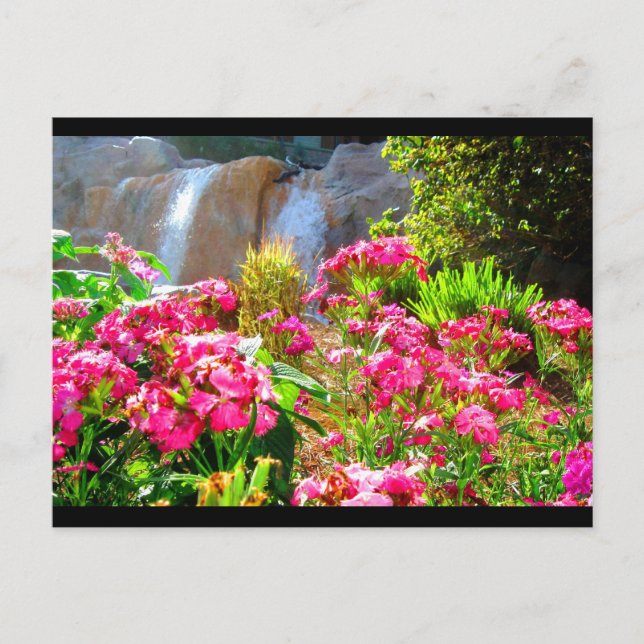 Carte Postale Fleurs roses et cascade (Devant)