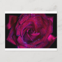 fleurs roses fleur gouttelettes d'eau rouge date d