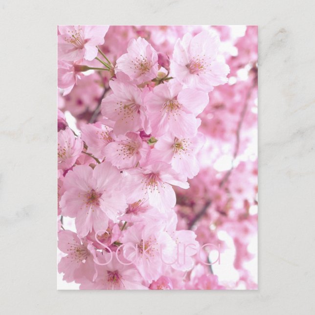Carte Postale Fleurs roses Fleurs de cerisier japonais (Devant)