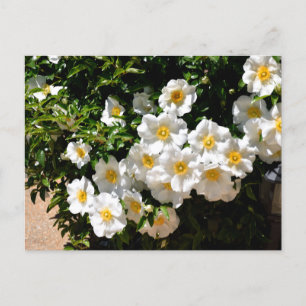 Carte Postale Fleurs Roses rares Cherokee